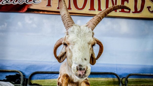 The African 4-Horned sheep on show at the Royal Sydney Easter Show.