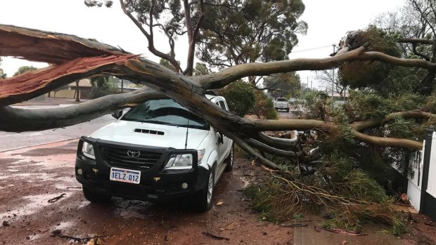 Trees fell on homes, cars and powerlines. 