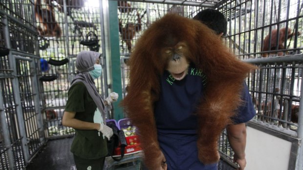 A worker on the Sumatran Orangutan Conservation Program carries a tranquilised animal as it is prepared to be released into the wild last year. 