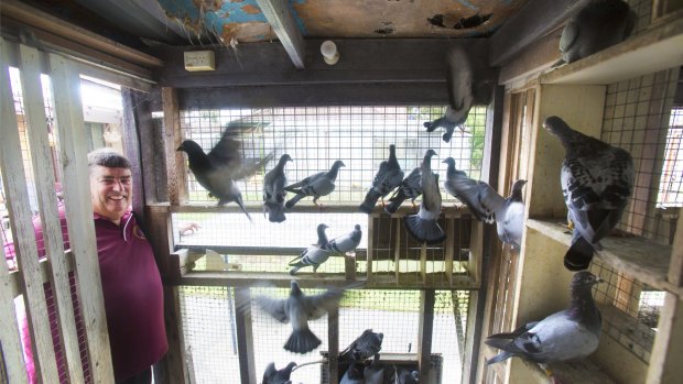 Victorian Racing Pigeon Union president Tony Price has his hands full looking after his racing pigeons.