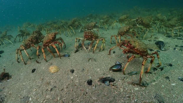 Predators binge on one of nature's biggest known smorgasbords of soft-shell crab during the process.