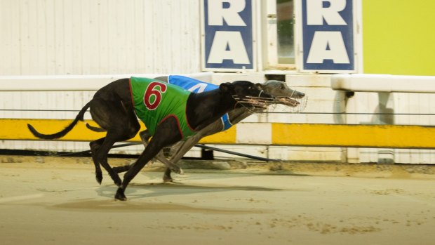 The ACT government has pressed on with plans to ban greyhound racing in Canberra.