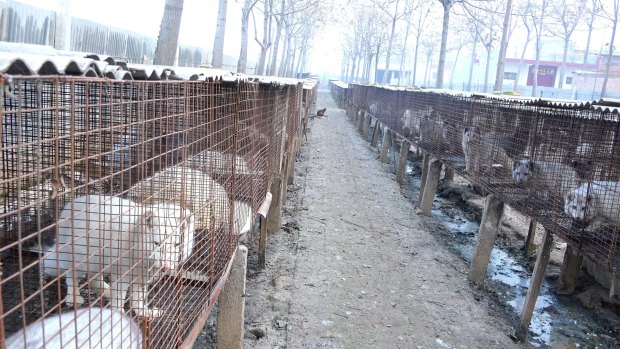 Rows of foxes suffer intense misery in cages at a fur farm.