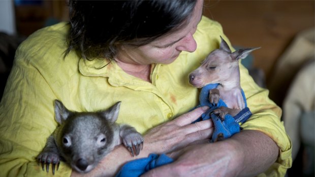 Gayle Chappell holds a joey and a wombat in need of care at feeding time.