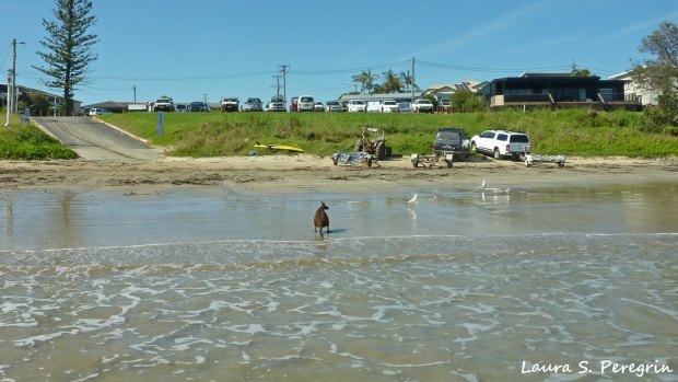 The rescued wallaby back on shore. 