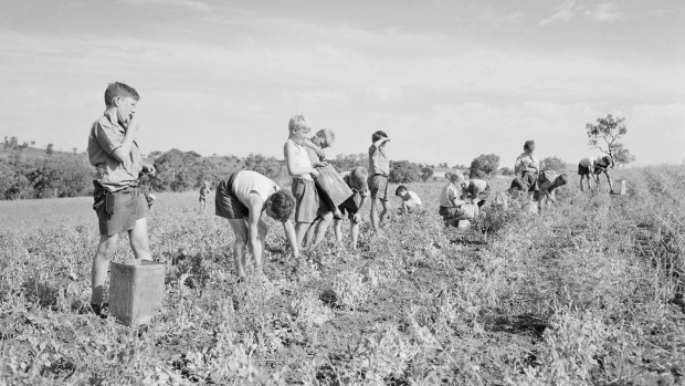 A publicity shot for the Fairbridge Farm in Molong, NSW, where migrant children worked.