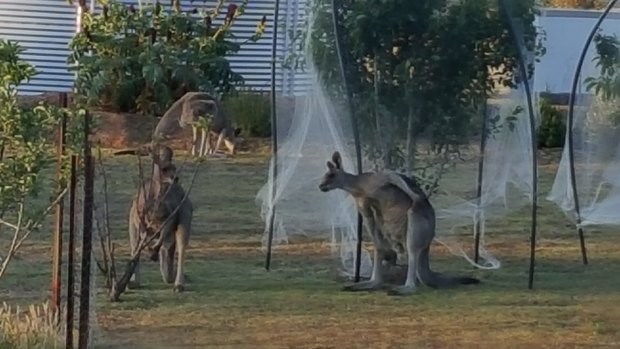 Kangaroos at home on a Heathcote property.
