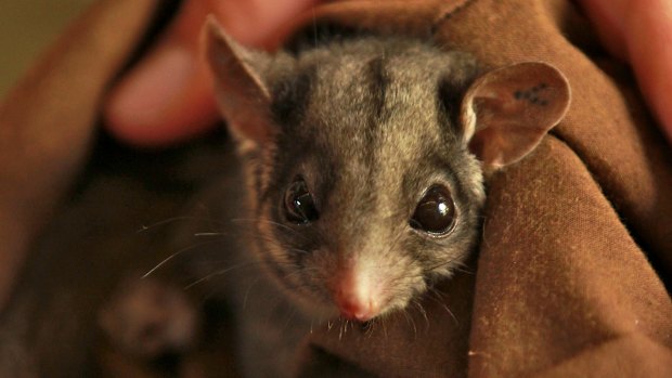 A Leadbeater's possum.