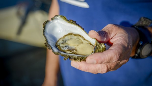 Greenwell Point oysters.