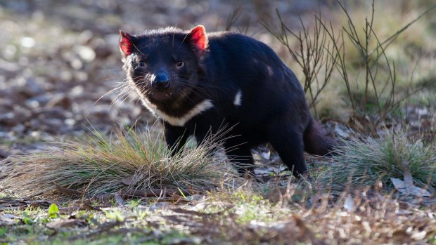 A Tasmanian devil at Devil Ark in the Barrington Tops, NSW.