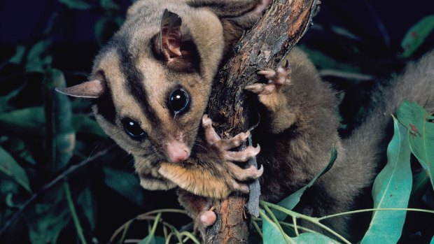 The endangered mahogany glider, once thought to be extinct, was rediscovered in 1989 by a Queensland researcher.