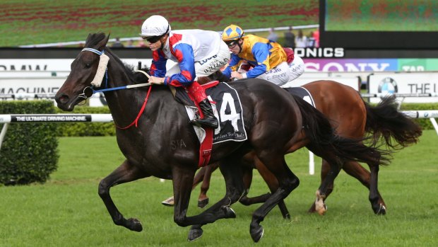 A hope: Politeness will line up in the Myer Classic.