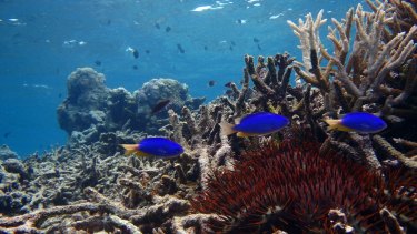 Damselfish in a degraded habitat in the northern part of the Great Barrier Reef.