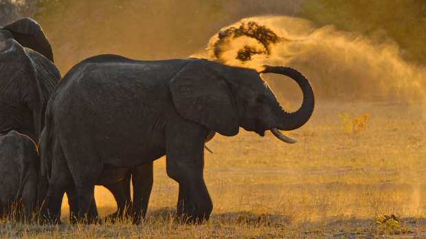 Dust bathing at Stoffie's Pan Bomani Tented Lodge. 