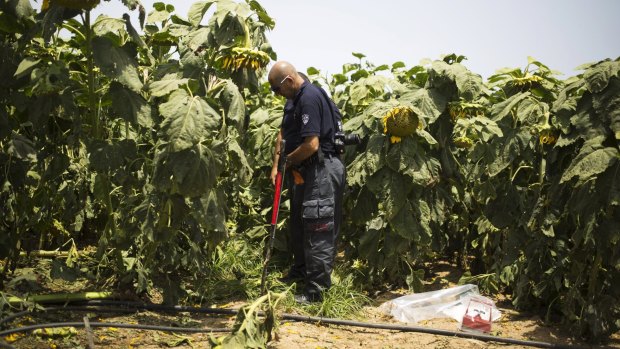 Israeli police explosive experts are photographed in a sunflower field where a rocket landed near Ashkelon in southern Israel on Sunday.