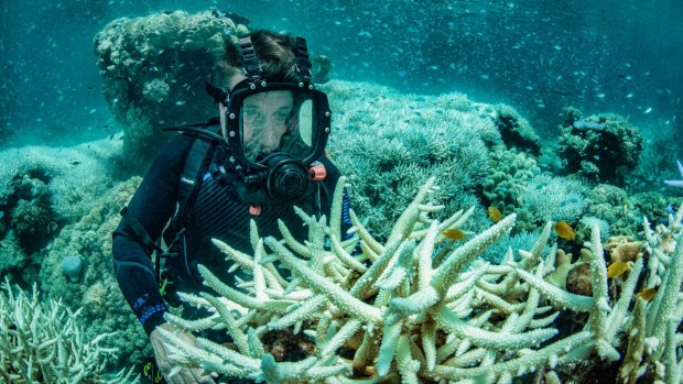 Richard Fitzpatrick examines bleached corals at Vlasoff Reef, north east of Cairns.