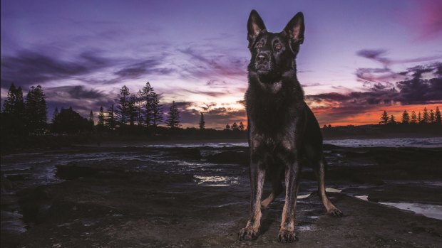Police dog Heeko from the Sunshine Coast is one of the stars of the 2016 Queensland Police Dog Calendar.