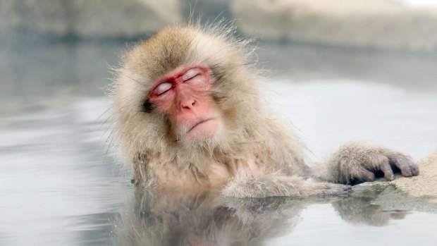 If you budget for the holiday, you'll be able to relax like this Japanese snow monkey in a hot spring.