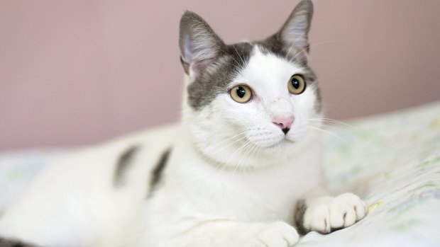 Jimmy the cat is looking for a forever home.