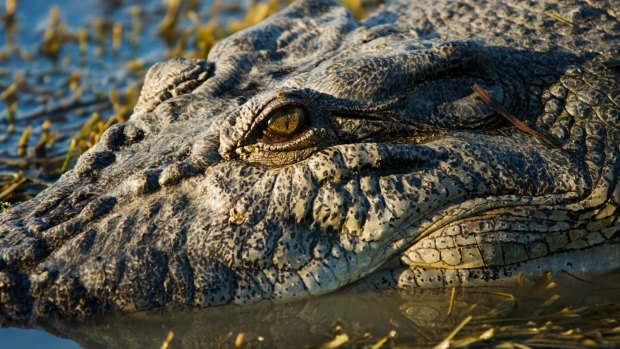 Katter's Australian Party could block the budget unless the Queensland government comes to the table on crocodile culling.