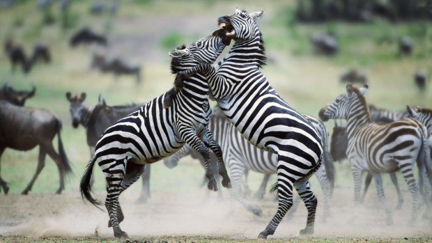 A zebra will run to safety when it hears a rustle in the bushes that may be a predator
