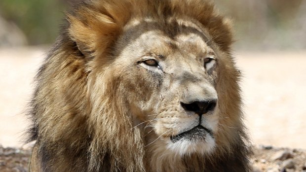 Two lions were killed by zoo staff in Chile after they attacked a man who entered their pen.
