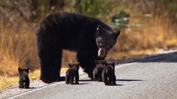 A black bear mother with her young in Big Bend National Park.