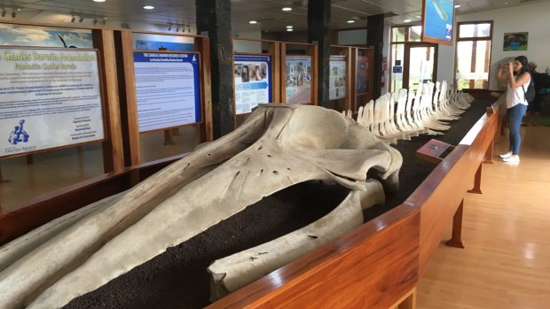 Skeleton of Bryde's whale in Charles Darwin Research Station.