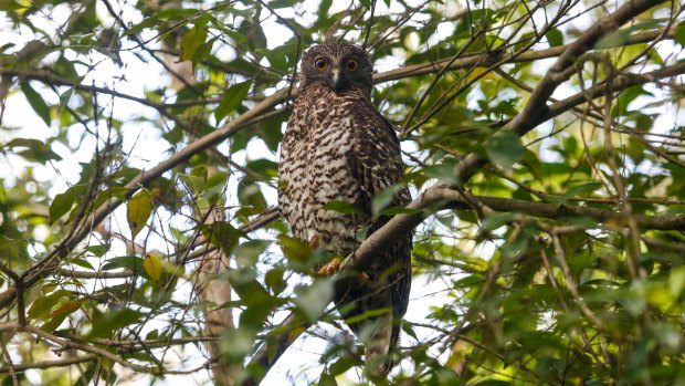 One of the powerful owl parents of Mikey, in the gully along the Byles Creek. 