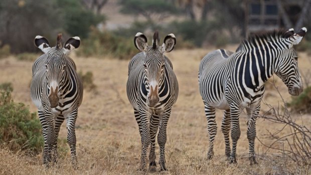 Zebras in Samburu National Reserve.
