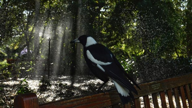 A magpie watches the plants being watered at the Royal Botanic Gardens ahead of a very warm Sydney day.