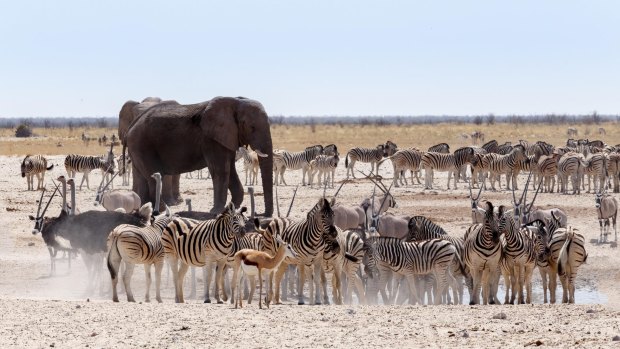 Wildlife crowds the waterholes in Namibia's dry season.