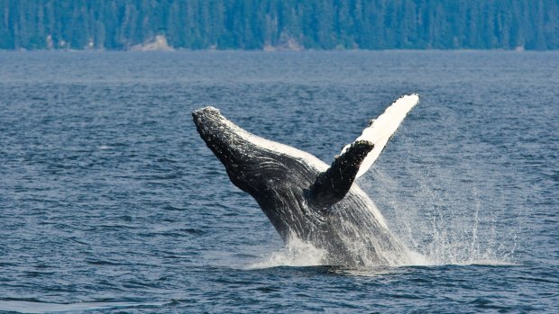 An humpback whale breaching.