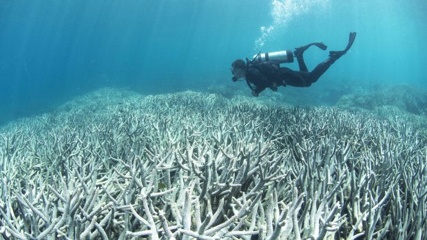 A diver checks out the bleaching on the Great Barrier Reef.