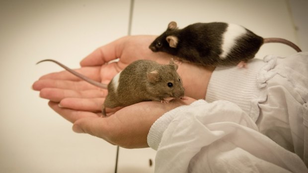 Tests on laboratory mice pinpointed ageing control to a tiny population of adult stem cells within the brain region.