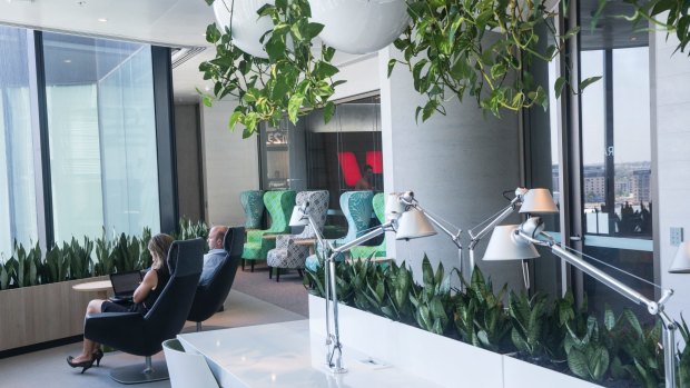 Westpac's new offices at Barangaroo in Sydney balance wellness and workplace. 