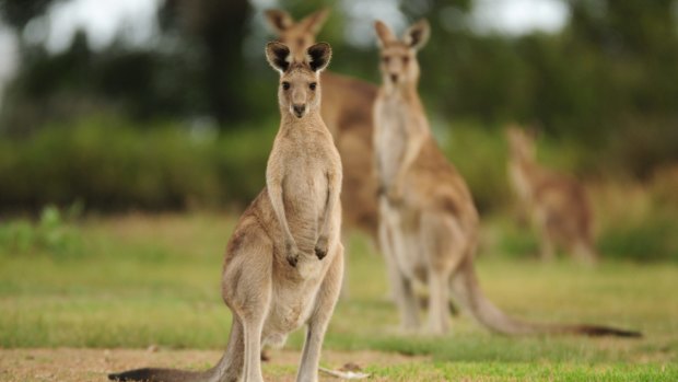 There is a push in the US to ban all kangaroo products, including meat and leather.