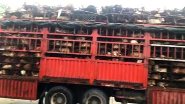 A truckload of dogs and cats that was intercepted by Chinese activists.