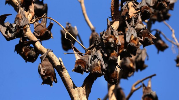 Bats across Queensland will be fitted with satellite trackers to allow researchers to better understand their movements.