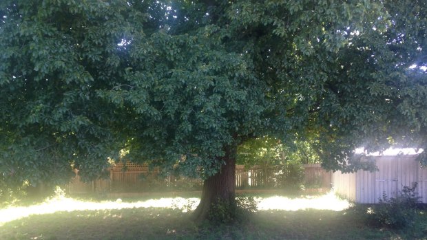 The elm, believed to have grown from 1980, has now survived two applications for its removal.