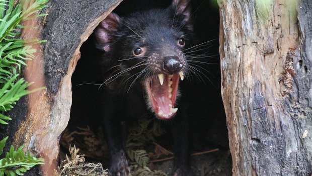 A Tasmanian devil called Big John growls from the confines of his new tree house as he makes his first appearance at the Wild Life Sydney Zoo. 