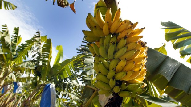 Second Queensland farm cleared of Panama TR4 disease, but doubts emerge about testing.