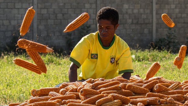 A boy sorts corn in Dili, where life continues to be a struggle for many people.