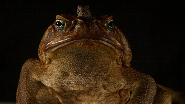 A large male cane toad with a baby toad on its head.