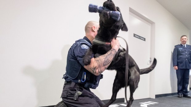 Dog handler Shaun Carrothers with his Labrador Timmy during an exercise at the launch of the new SESG facility at Ravenhall. The complex will house 50 staff and 41 dogs. 