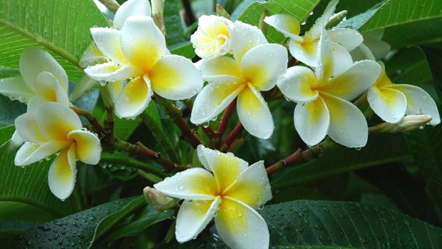 The classic cream and gold frangipani is worst affected by rust.