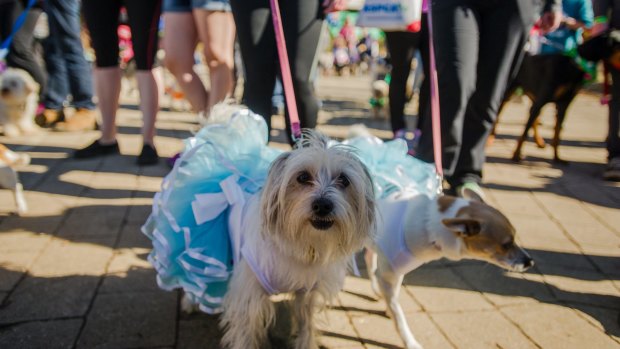The Million Paws Walk is on Sunday morning at Commonwealth Park.
