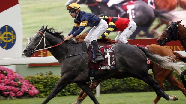 World beater: Champion sprinter Chautauqua has been entered for the Winterbottom Stakes in Perth.
