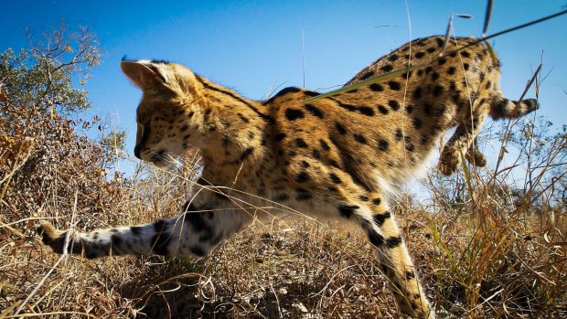 A serval cat in South Africa hunting rodents. 