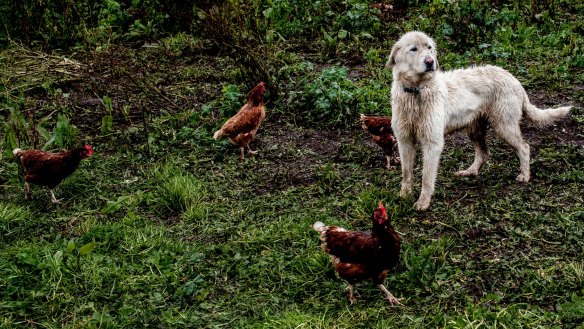 A Maremma guards the chickens at Mount Roland farm in Tasmania.